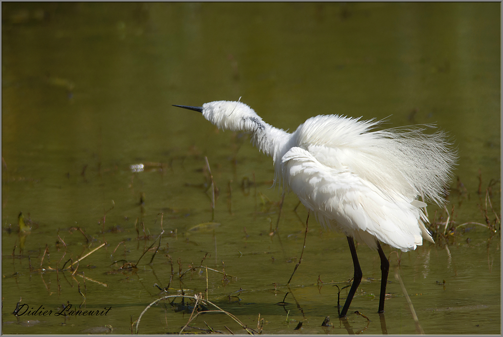 aigrette garzette   (13)