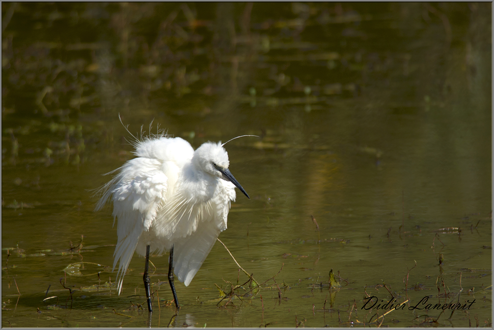 aigrette garzette   (32)