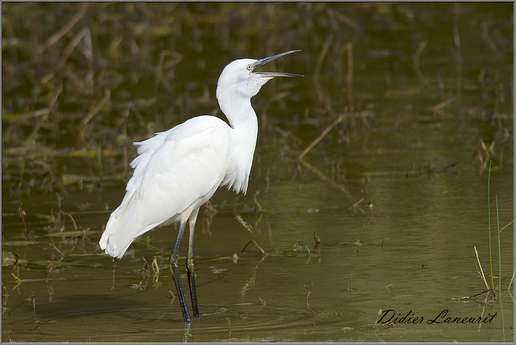 aigrette garzette   (38)