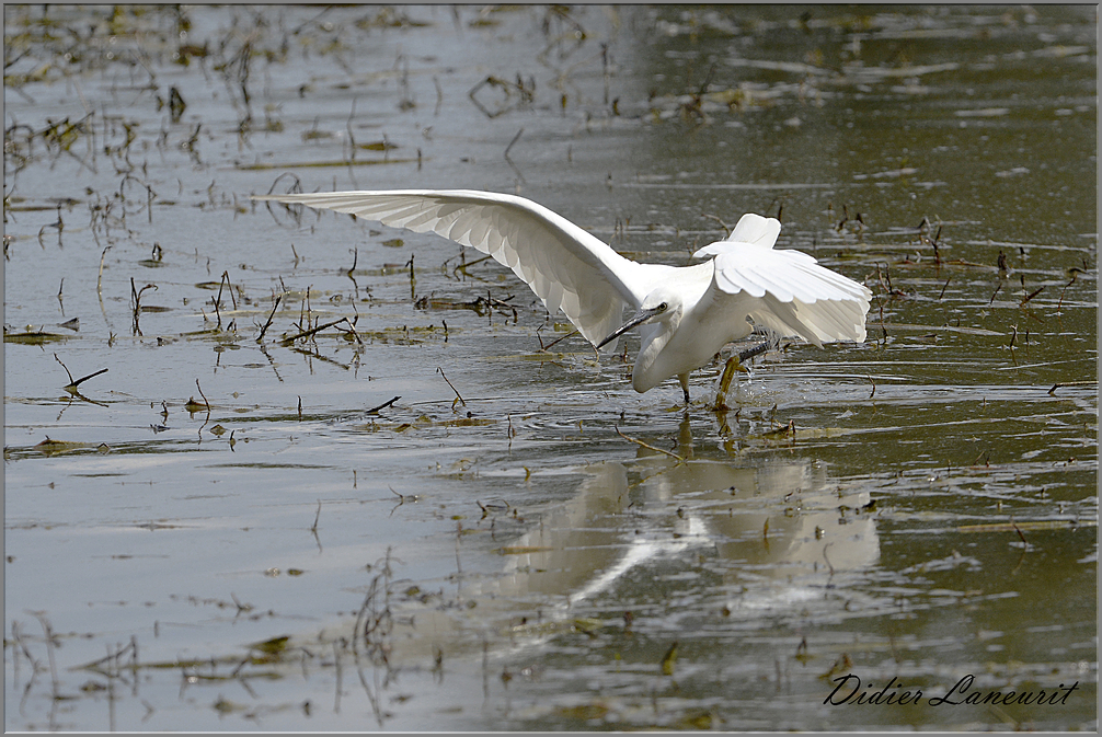 aigrette garzette   (52)