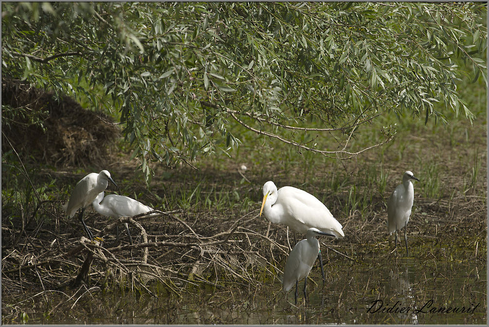 aigrette garzette   (57)