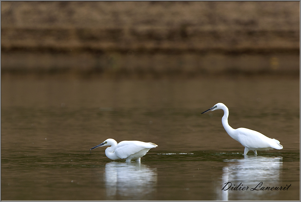 aigrette garzette   (69)