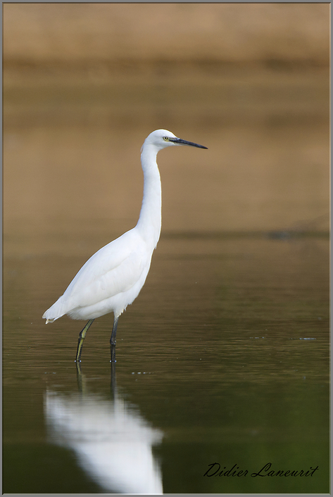 aigrette garzette   (70)