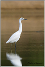 aigrette garzette   (70)