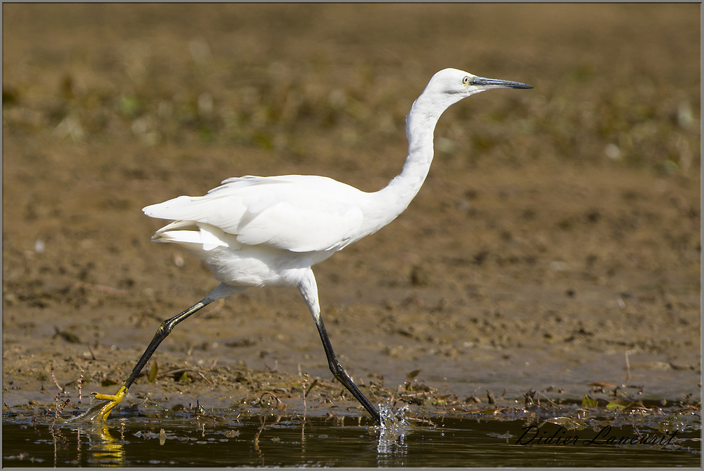 aigrette garzette   (76)