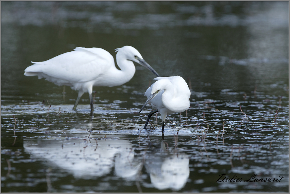 aigrette garzette   (80)