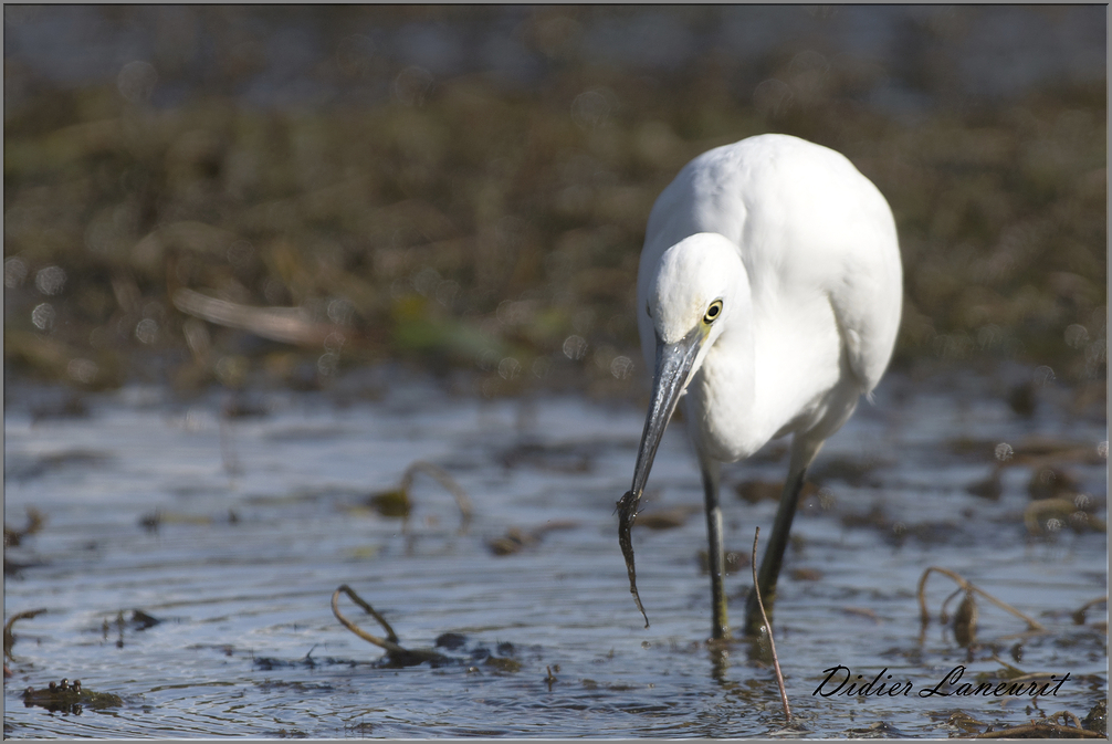 aigrette garzette   (87)