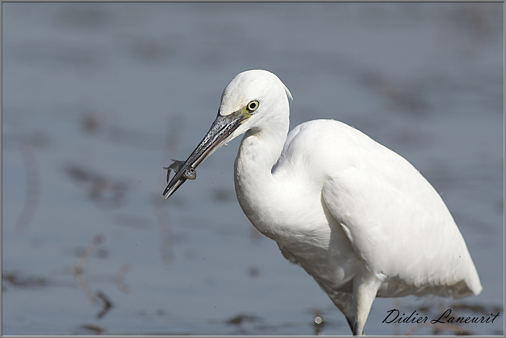 aigrette garzette   (89)