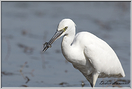 aigrette garzette   (89)