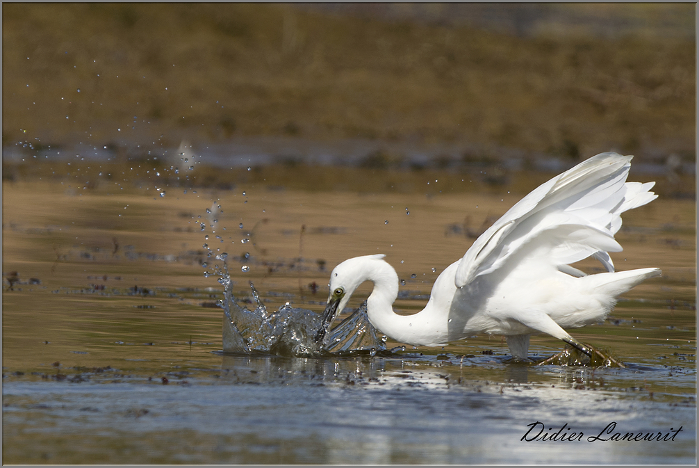 aigrette garzette   (91)