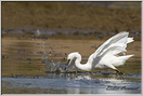 aigrette garzette   (91)