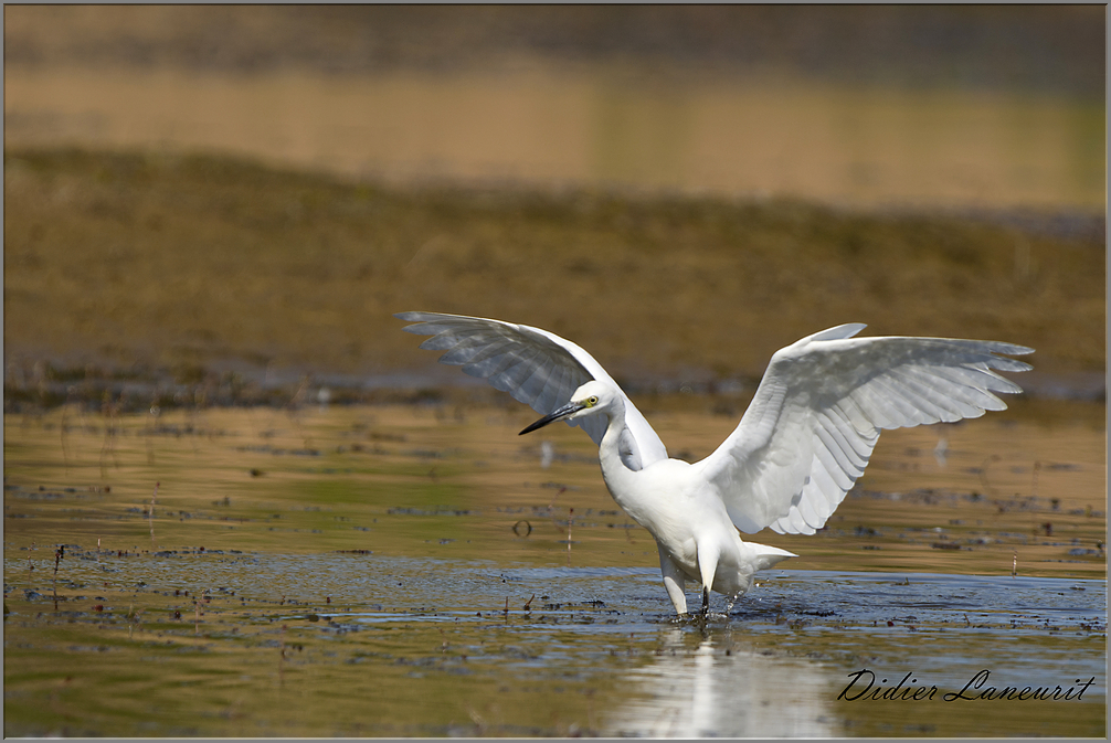 aigrette garzette   (92)