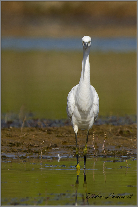 aigrette garzette   (110)