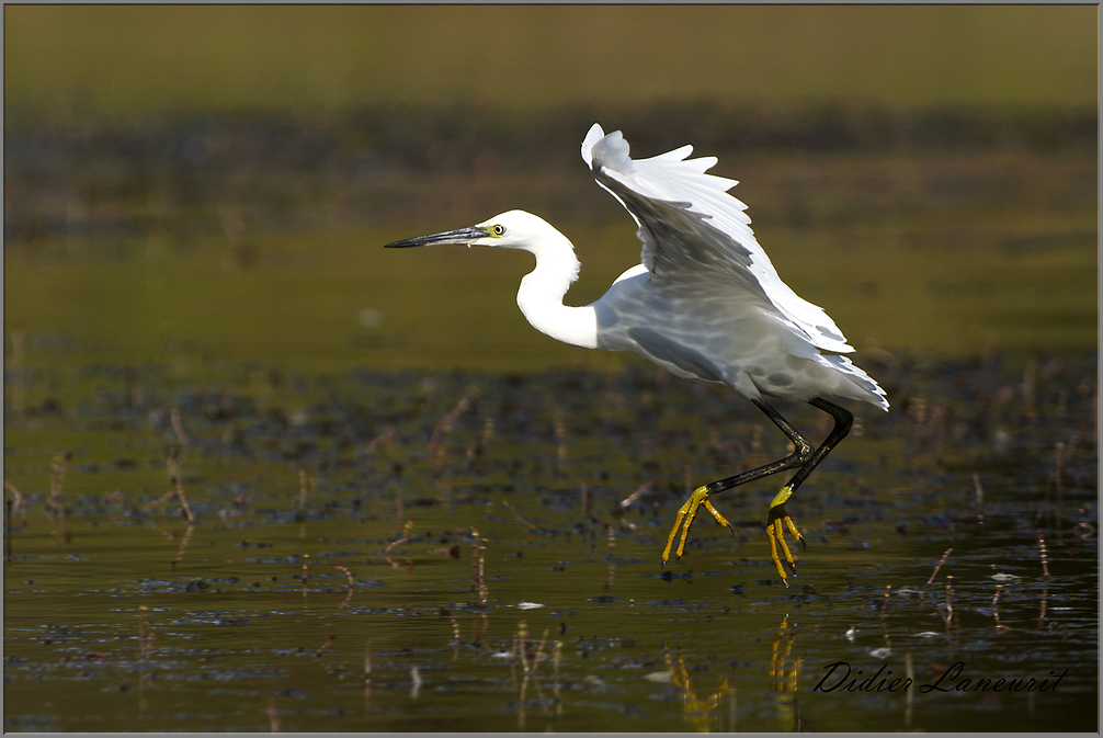 aigrette garzette   (113)