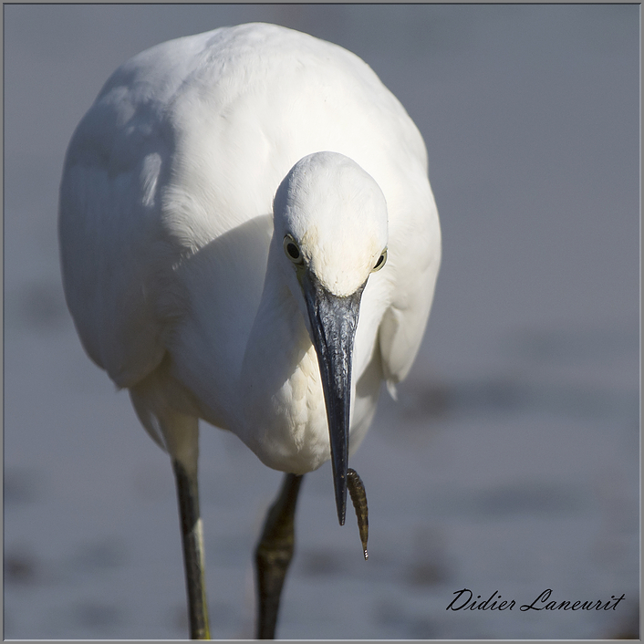 aigrette garzette   (117)