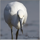 aigrette garzette   (117)