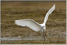 aigrette garzette   (123)