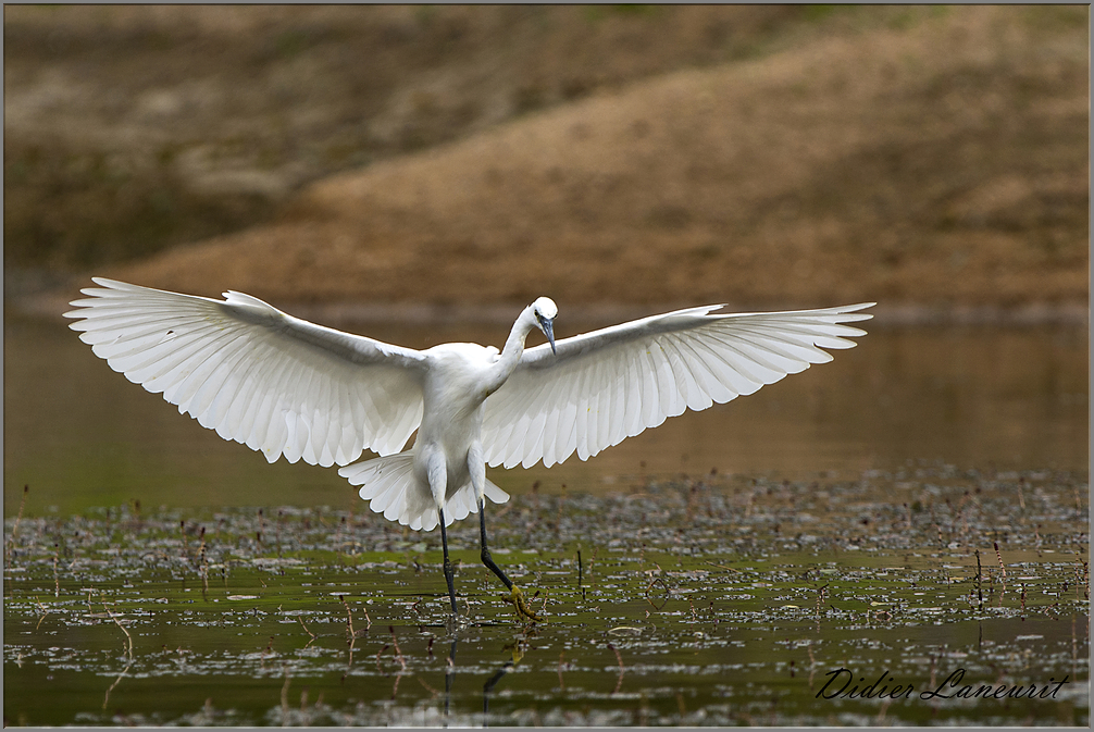 aigrette garzette   (132)