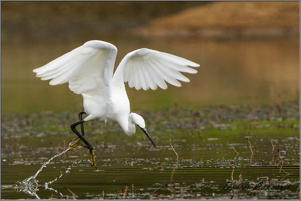 aigrette garzette   (148)