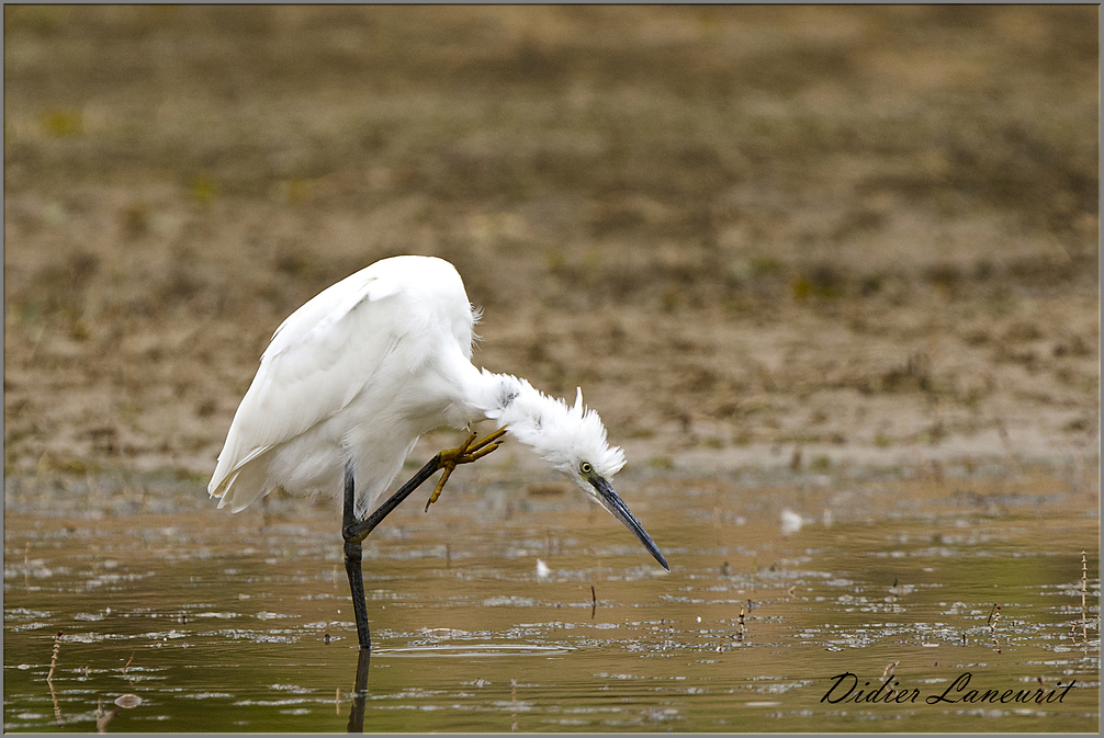 aigrette garzette   (157)