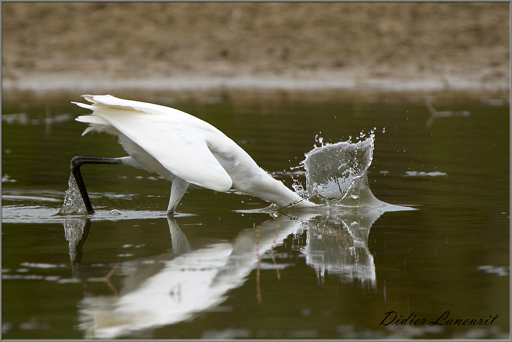 aigrette garzette   (162)