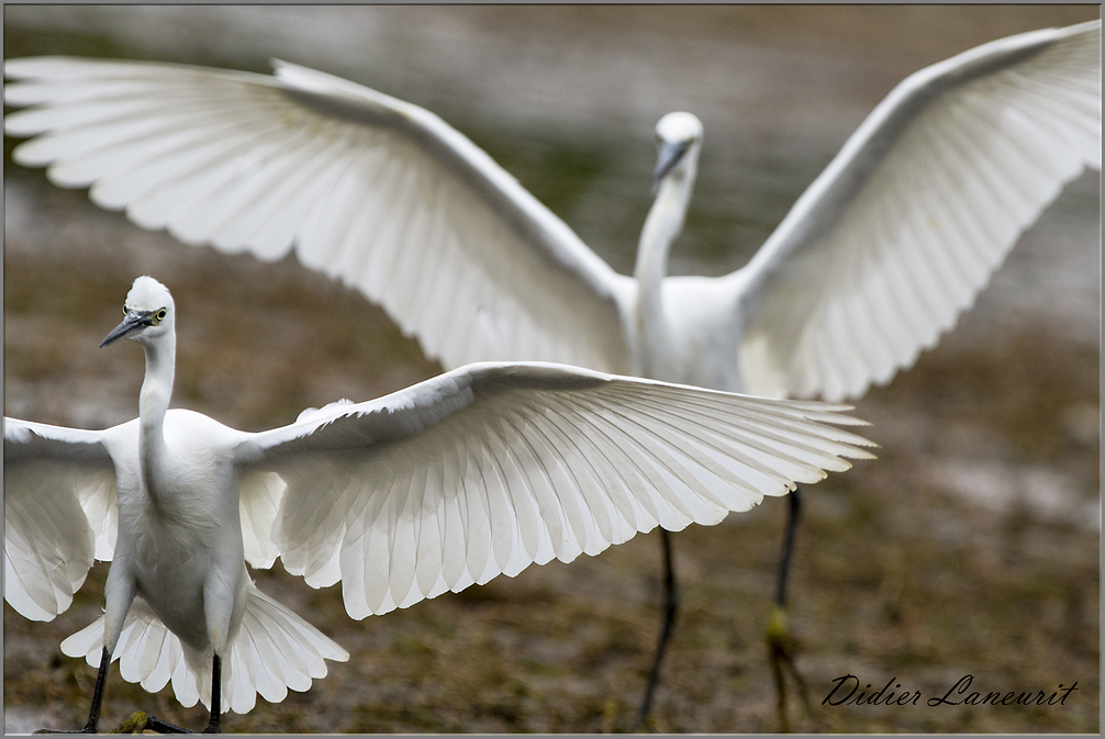 aigrette garzette   (168)