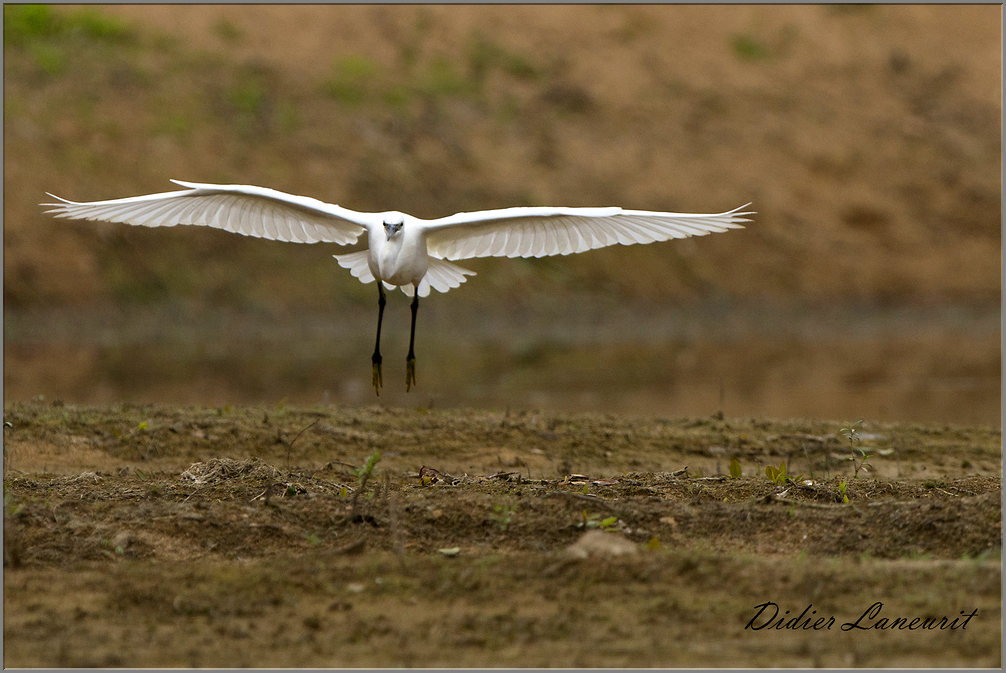 aigrette garzette   (171)