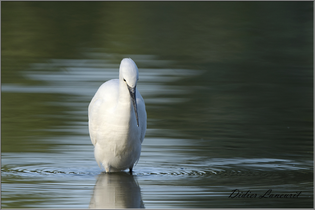 aigrette garzette   (176)