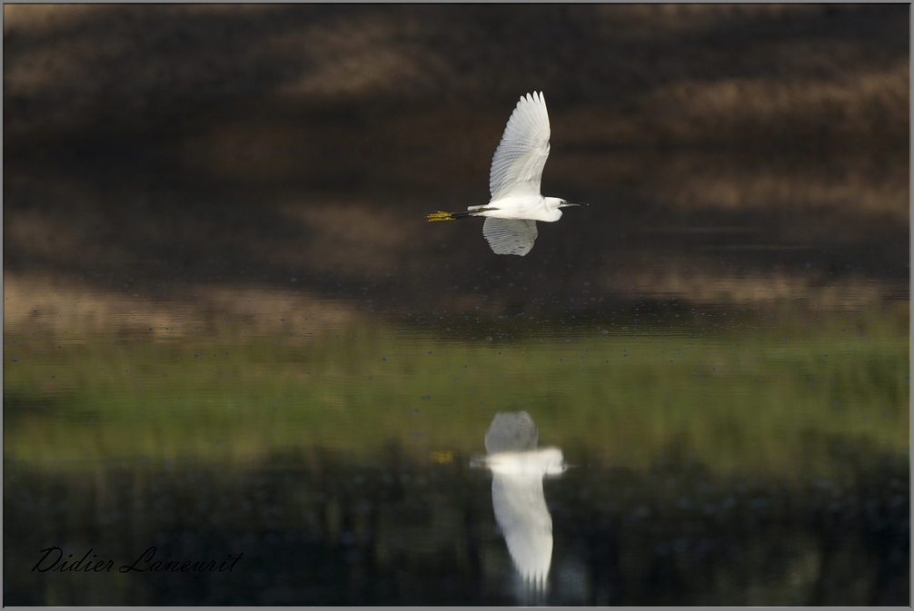 aigrette garzette   (186)