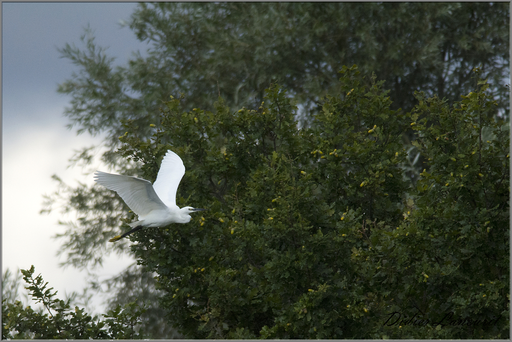 aigrette garzette   (200)