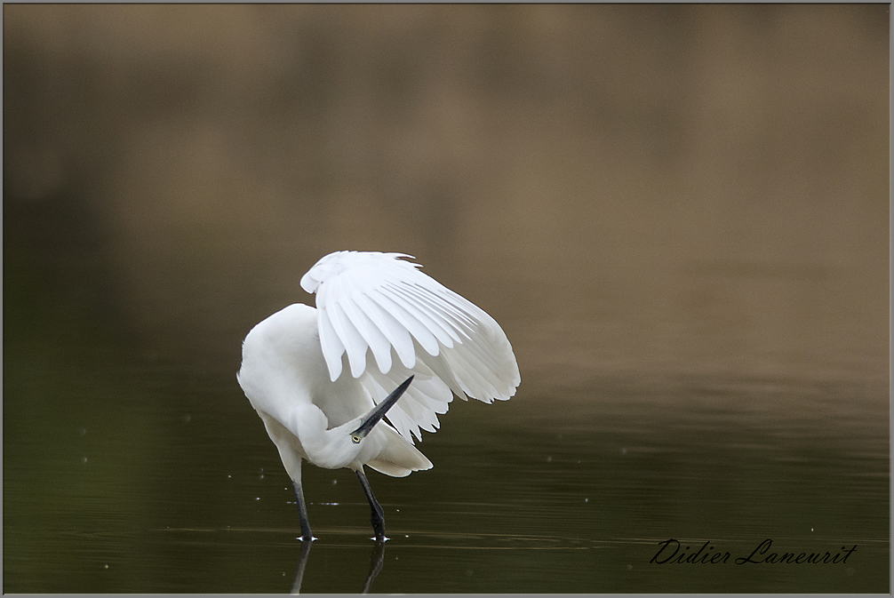 aigrette garzette   (203)