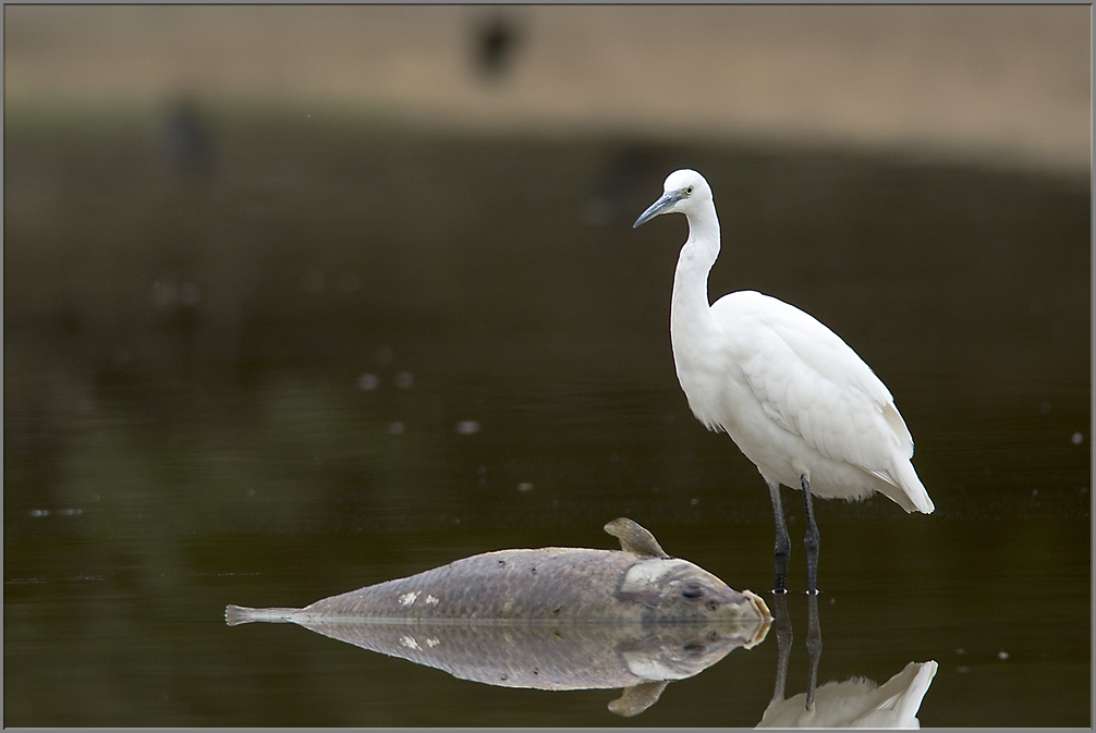 aigrette garzette   (212)