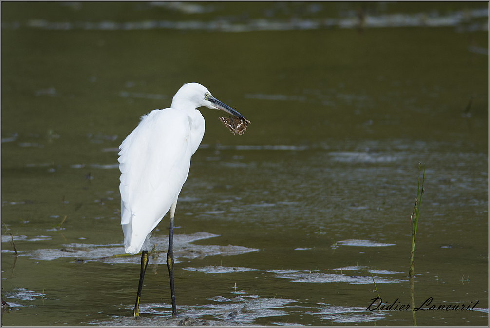 aigrette garzette (207)