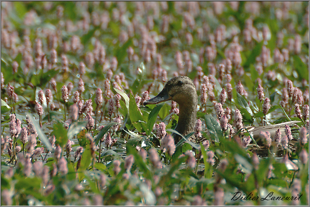 canard colvert (15)