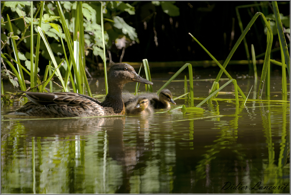 canard colvert (25)