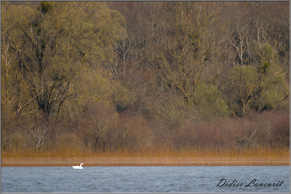 cygne  (8)