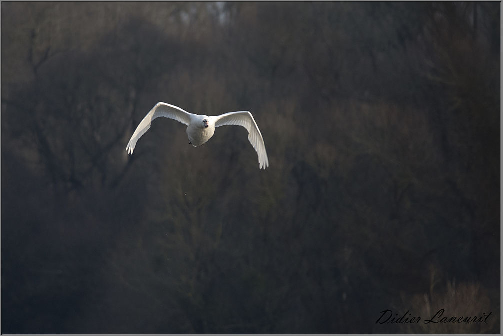 cygne 1