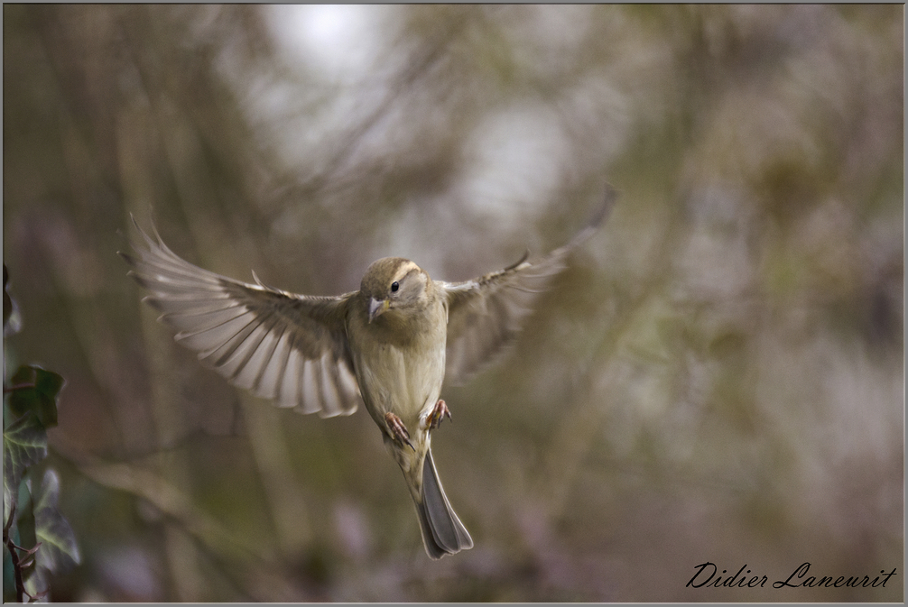 moineau  (8)