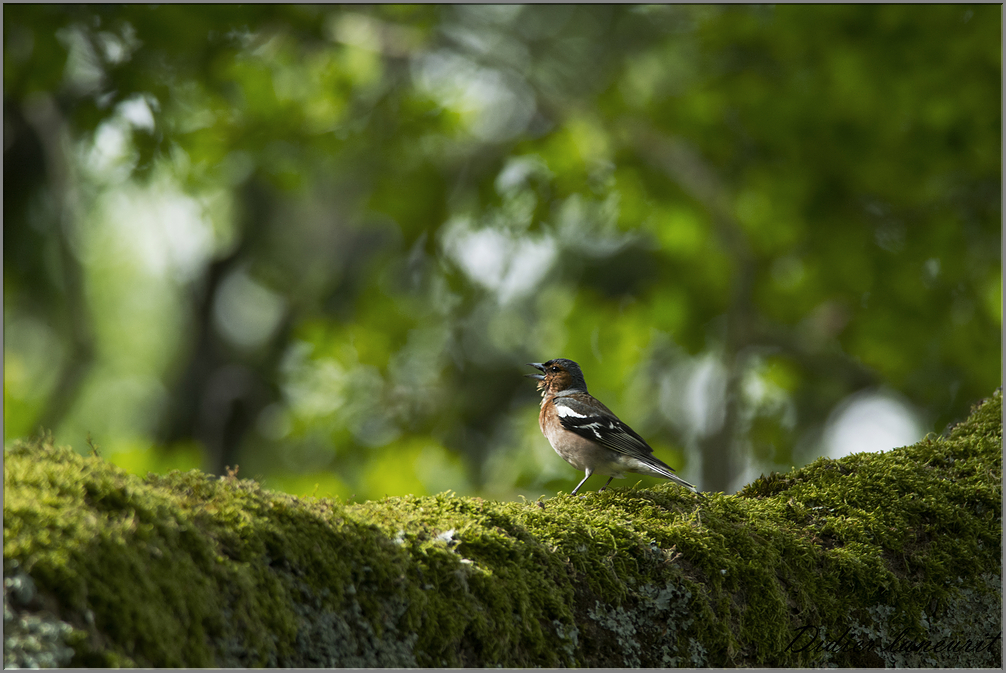 pinson des arbres (7)