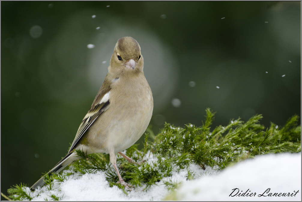 pinson des arbres (35)