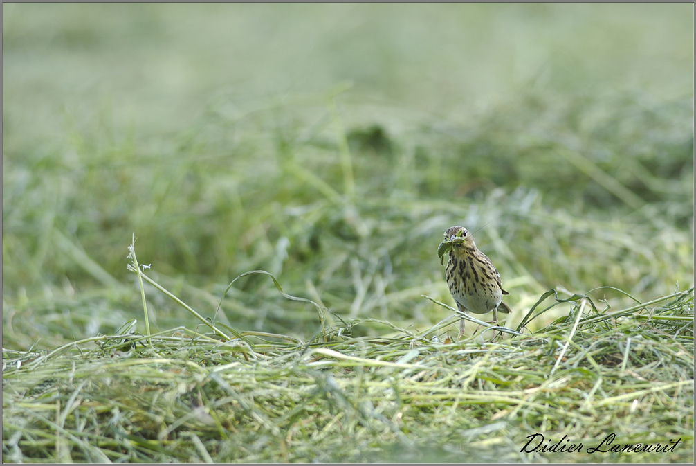 pipit farlouse