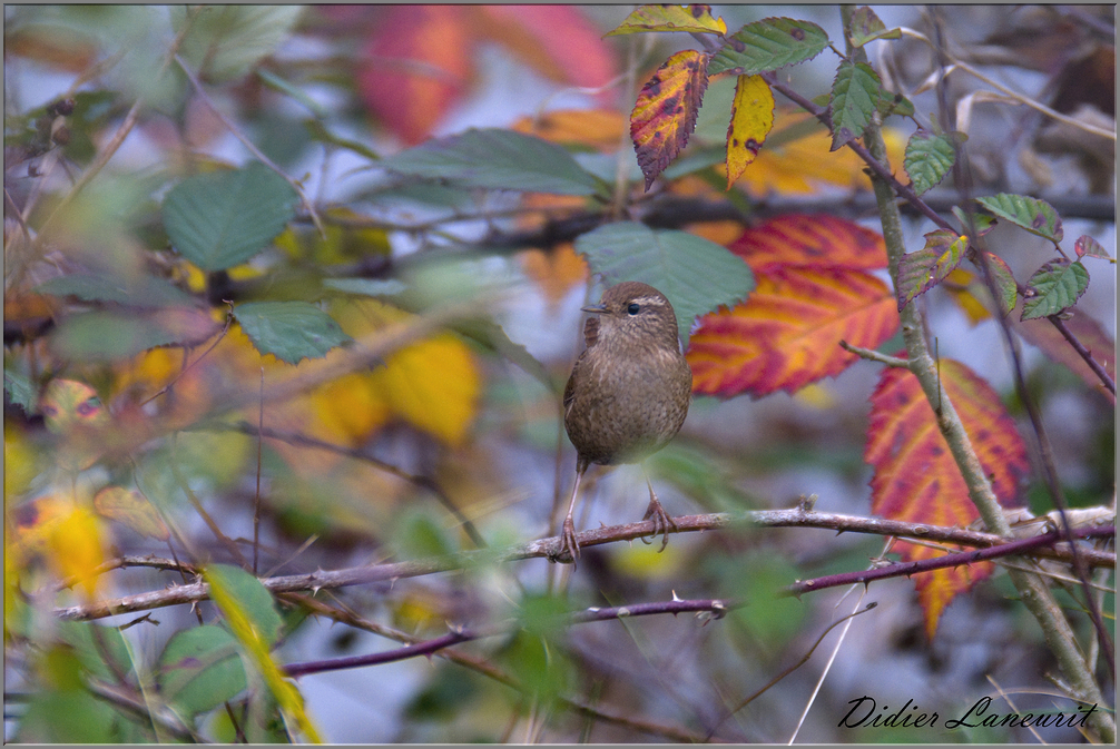 troglodyte mignon  (3)