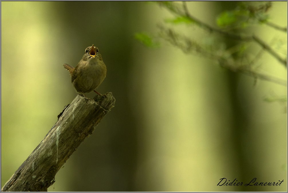 troglodyte mignon  (12)