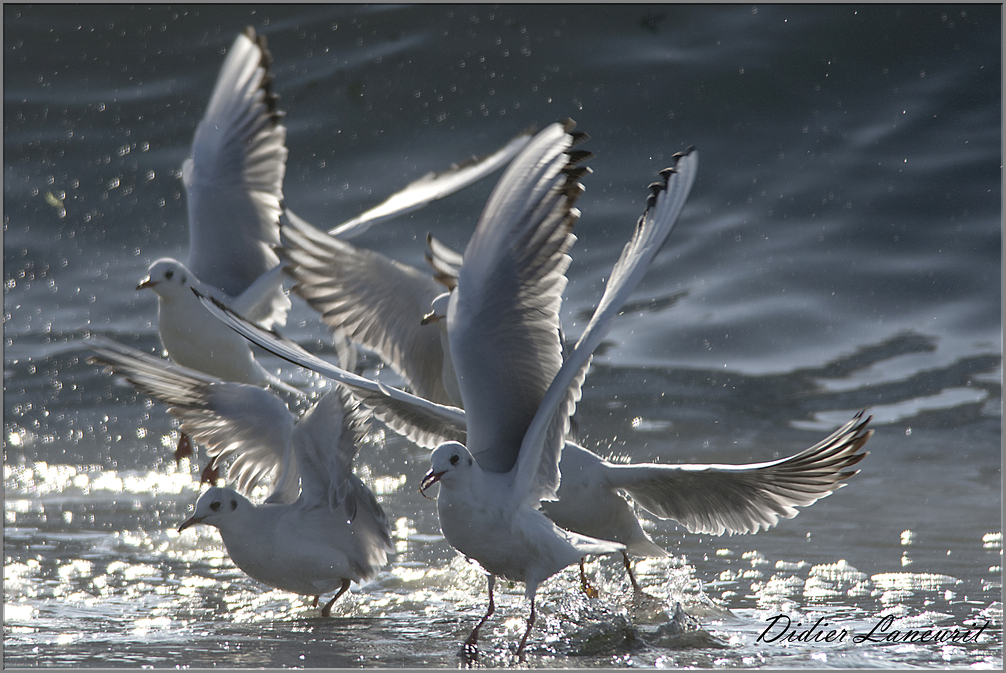 mouette  (3)