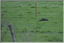 cigogne noire 7