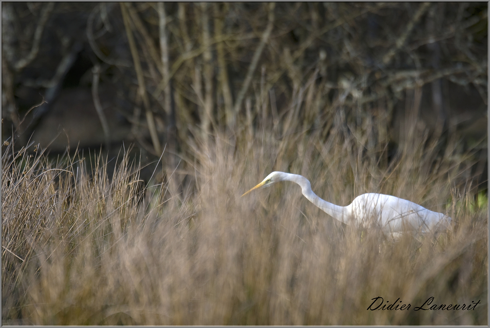 grande aigrette   (10)