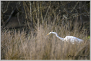 grande aigrette   (10)