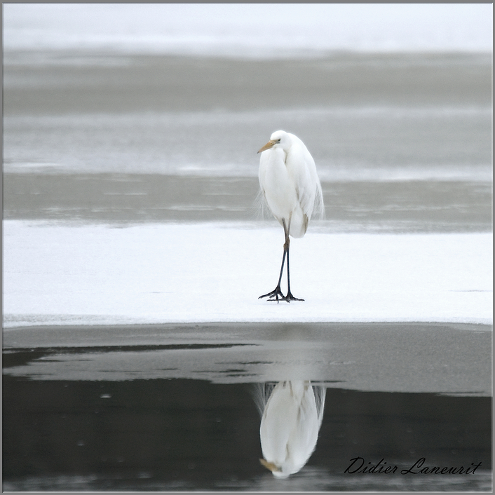 grande aigrette   (37)