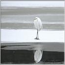 grande aigrette   (37)