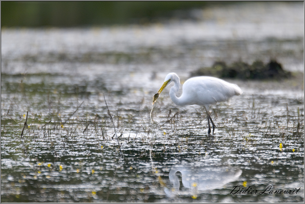 grande aigrette   (50)